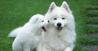 Choosing the Perfect Pet