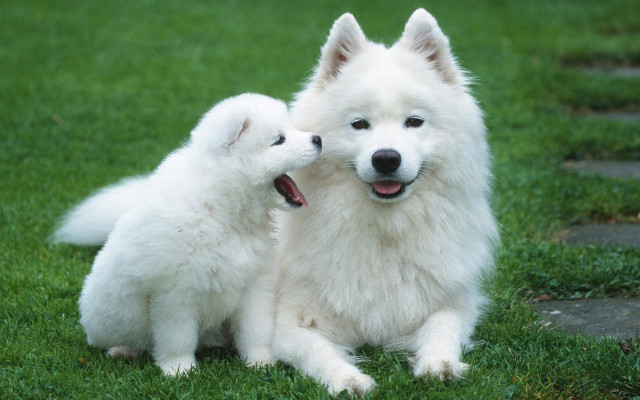 Choosing the Perfect Pet