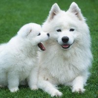 Choosing the Perfect Pet