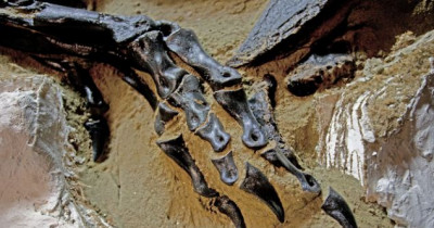 They found a 68 million years old dinosaur-monster