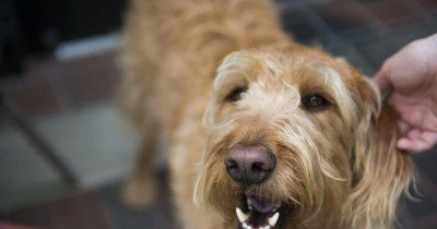 Dogs dislike people who are not good with their owners