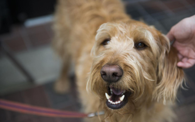 Dogs dislike people who are not good with their owners