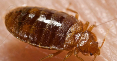 Getting Rid of Bed Bugs