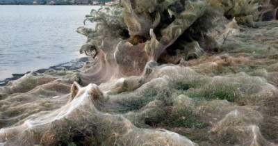 Thousands of spiders have taken over this Greek town and everyone is  okay with it