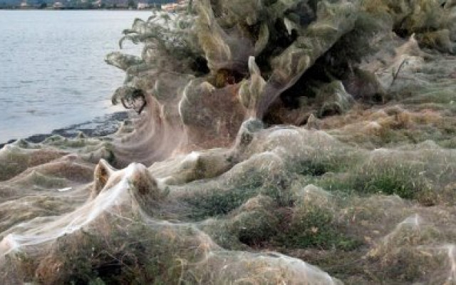 Thousands of spiders have taken over this Greek town and everyone is  okay with it
