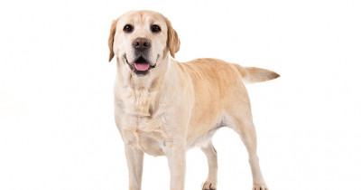 The Top 4 Most Popular Dog Breeds