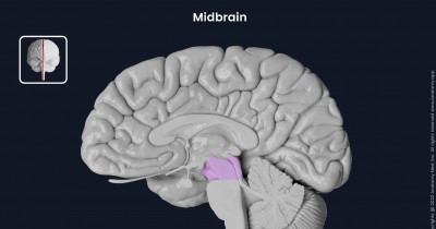 The midbrain 