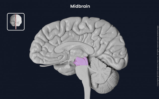 The midbrain 