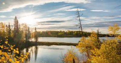 Boreal forests 
