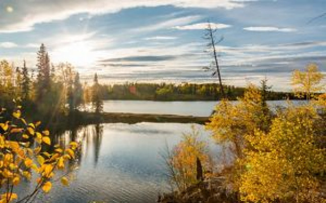 Boreal forests 