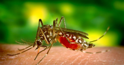 Mosquitoes