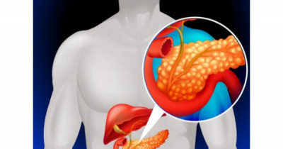 The pancreas 