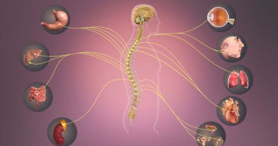 The parasympathetic nervous systems 