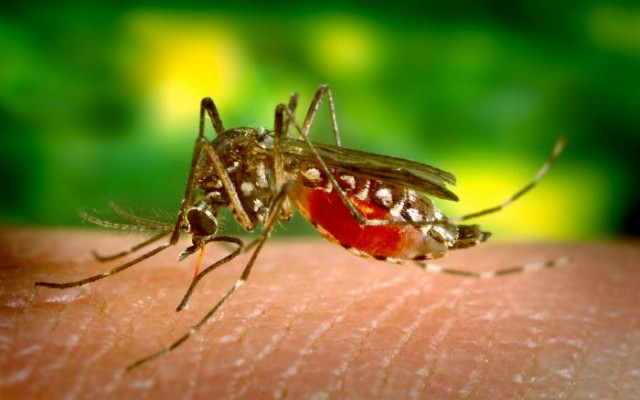 Mosquitoes