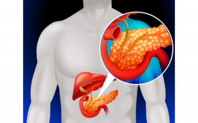 The pancreas 