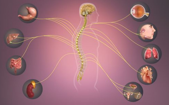 The parasympathetic nervous systems 