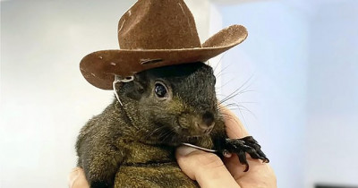 Tragic Farewell to Social Media Star Peanut the Squirrel, Euthanized by New York Authorities Amid Rabies Concerns