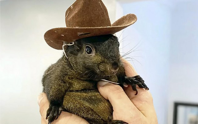 Tragic Farewell to Social Media Star Peanut the Squirrel, Euthanized by New York Authorities Amid Rabies Concerns