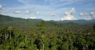 Tropical rain forest