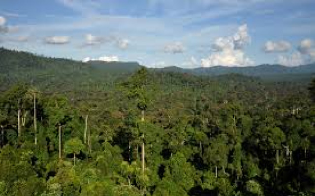 Tropical rain forest