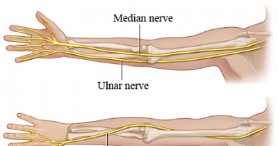 The radial nerve