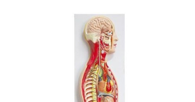 The sympathetic nervous system 