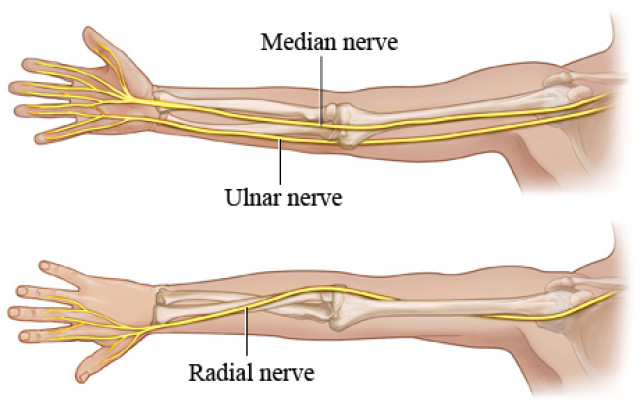 The radial nerve