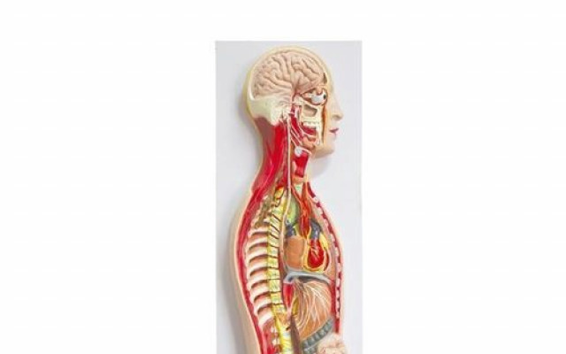 The sympathetic nervous system 