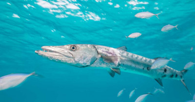 Fish poisoning 