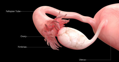 Ovaries