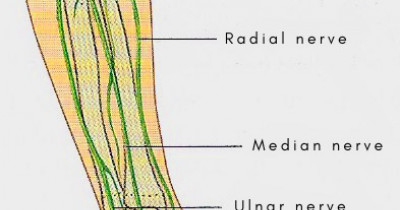 The median nerve
