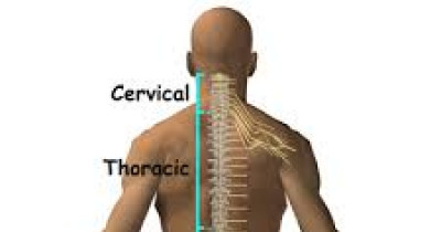 The spinal cord 