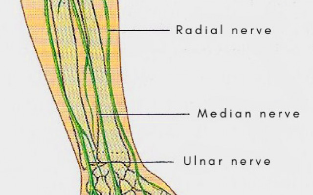 The median nerve