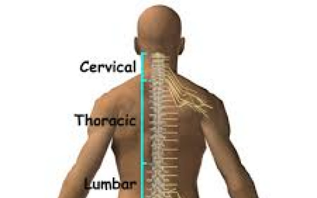 The spinal cord 