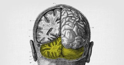 Cerebellum