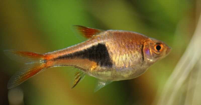Harlequin Rasboras Fish