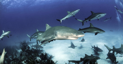 Sharks