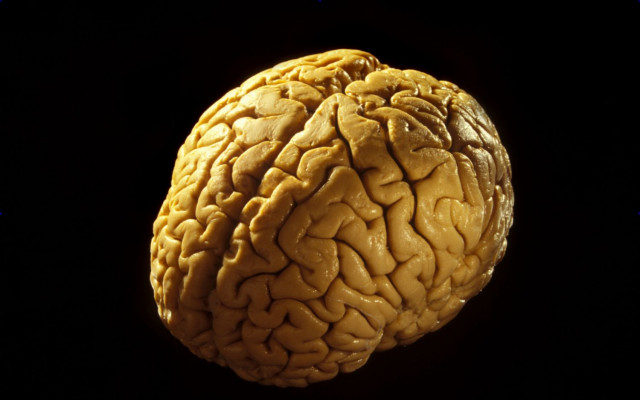 Cerebrum