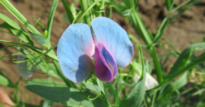 Lathyrus sativus