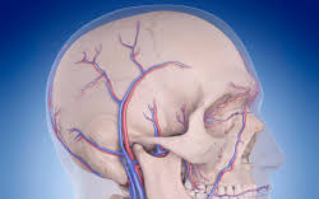 Blood supply of brain 