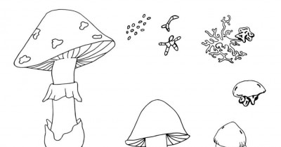 Life cycle of mushroom