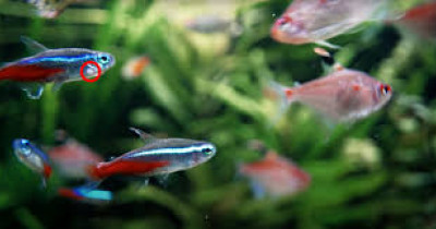 Neon tetras